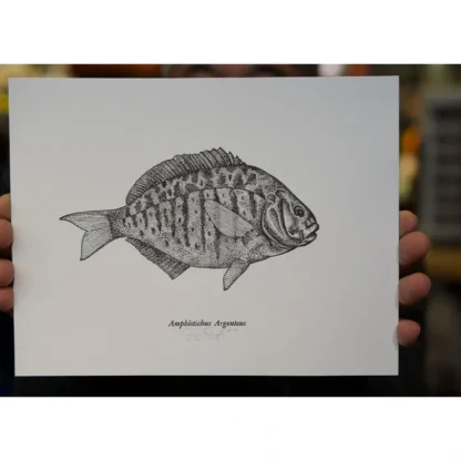 Ben Engle Surfperch Print - Your Premium Fishing Gear Store Rods Lines Baits Accessories^ Shop