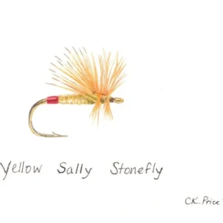 Caroline Price Art Yellow Sally Stonefly Framed - Your Premium Fishing Gear Store Rods Lines Baits Accessories^ Outlet