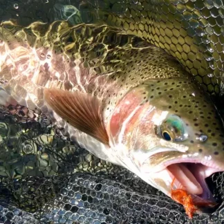LCO River Specific Fly Packs (Trout) - Your Premium Fishing Gear Store Rods Lines Baits Accessories* Fly Fishing
