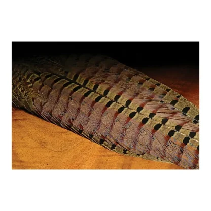 Ringneck Pheasant Complete Tail Clump - Your Premium Fishing Gear Store Rods Lines Baits Accessories* Fly Fishing